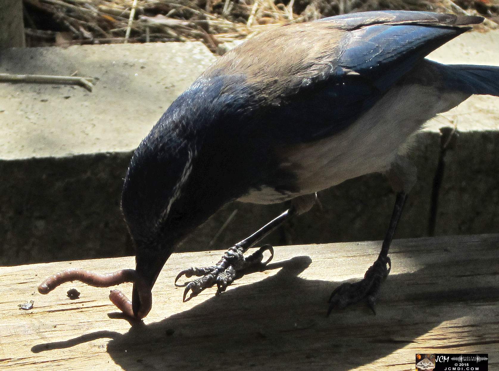 Scrub Jay Documentary documentary worm bait